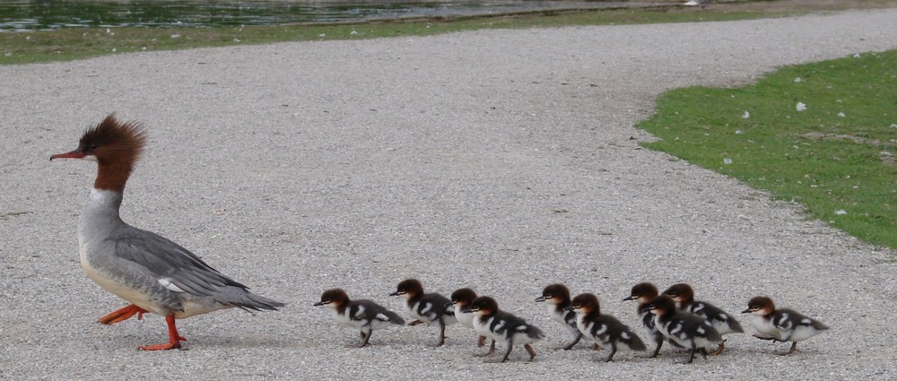 Vogel-Familie