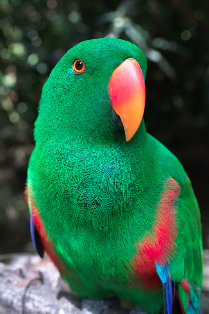 Vogel-Farbenspiel