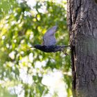 Vogel fliegt aus Vogelnest 2