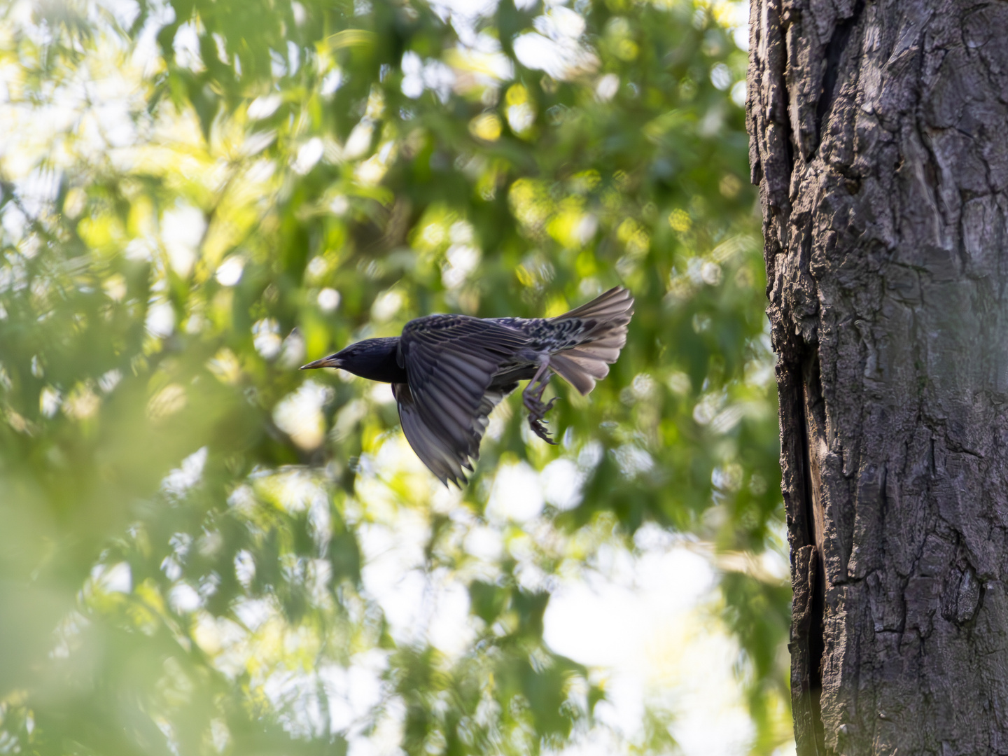 Vogel fliegt aus Vogelnest 3