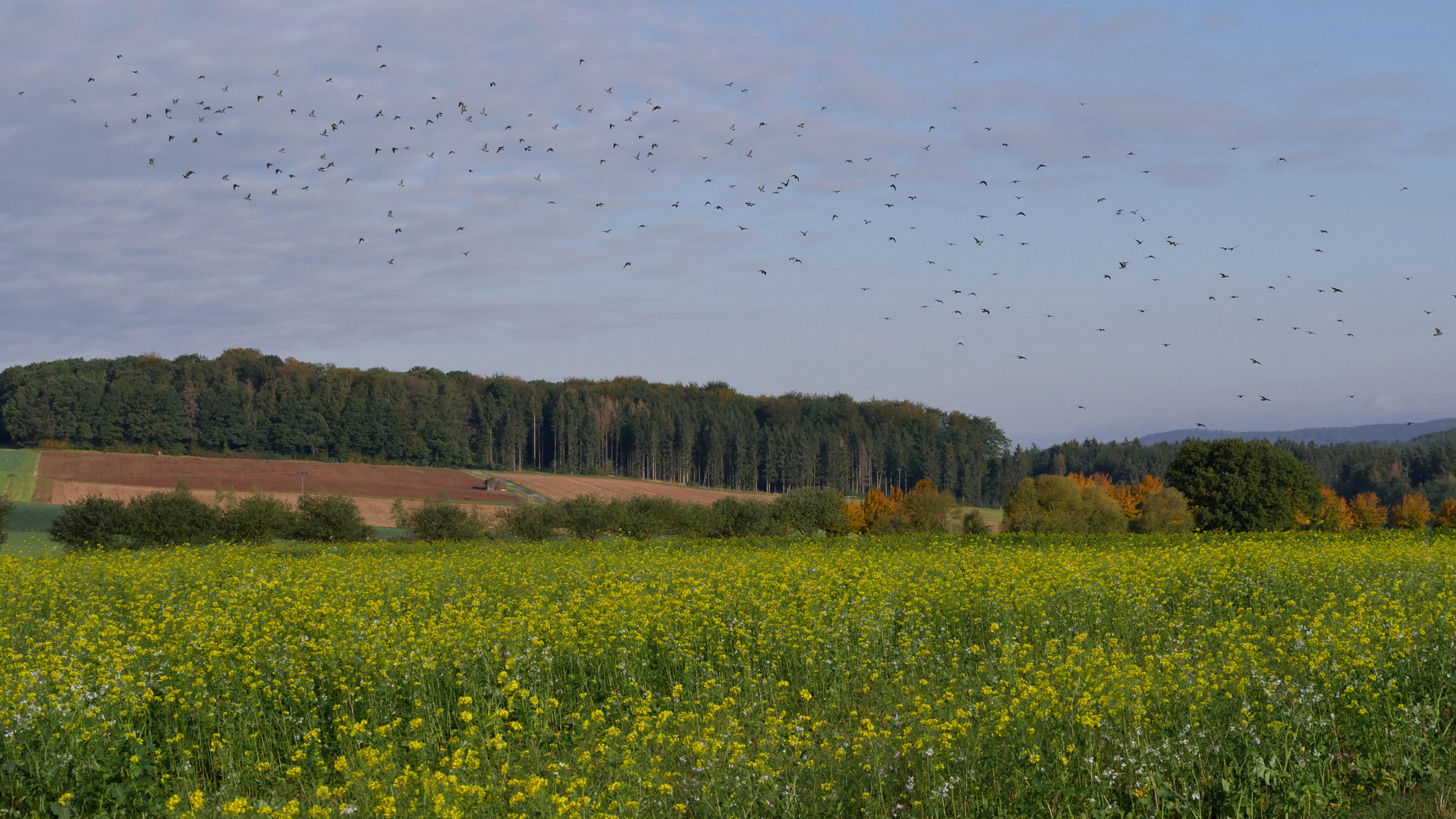 Vogel-Flug