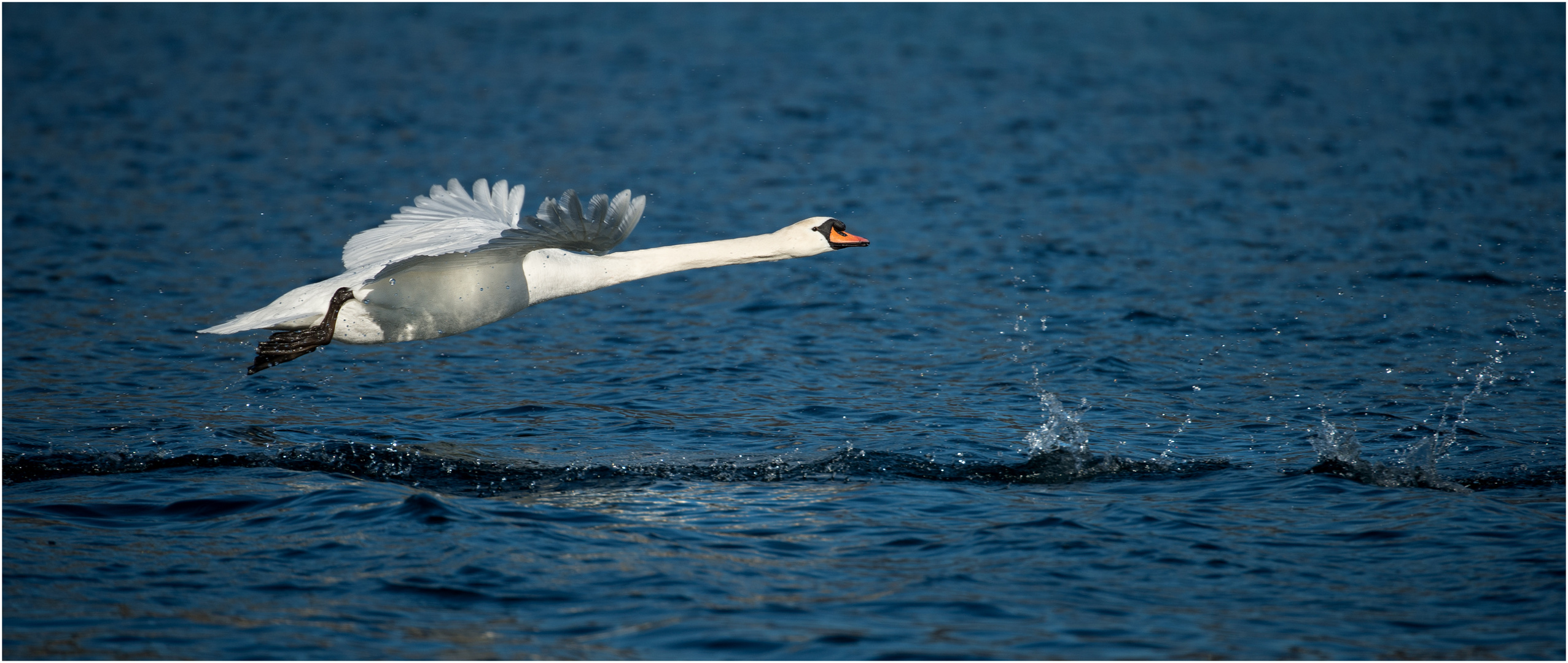 Vogel Flug