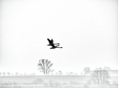 vogel flug ...