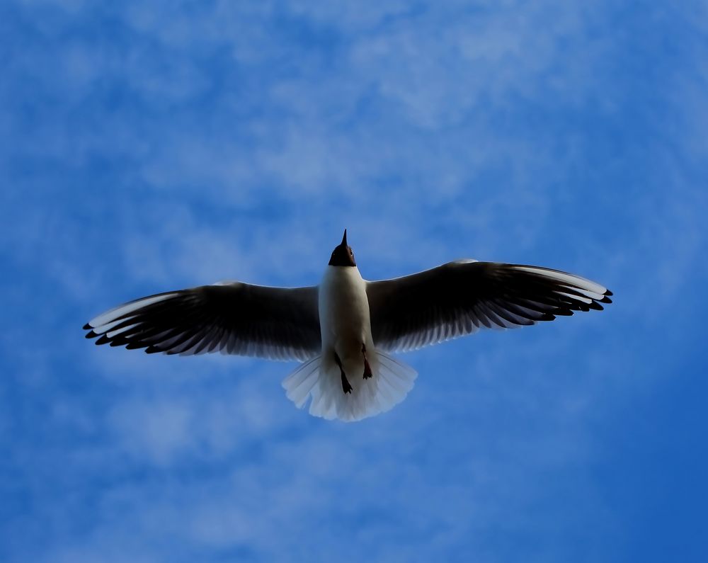 Vogel Frei von selim ciloglu 