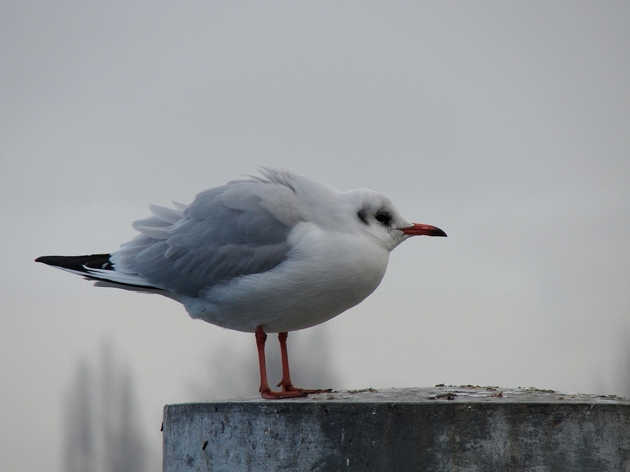 Vogel friert