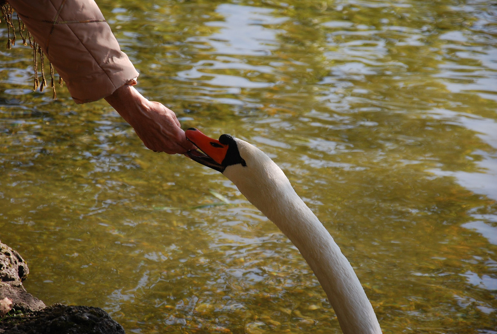 Vogel Friß / Nipping The Hand that Feeds You