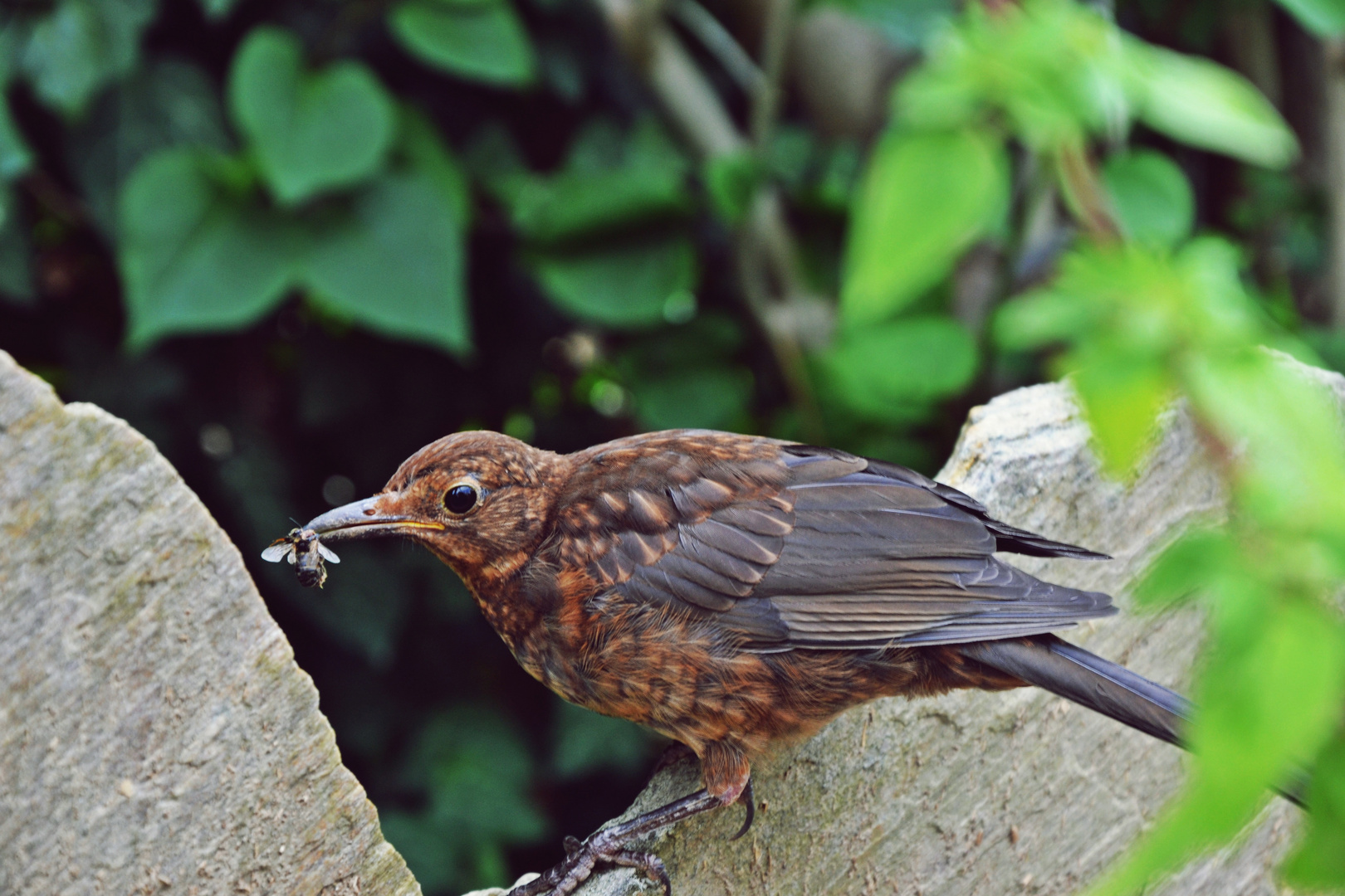 Vogel frisst eine Fliege