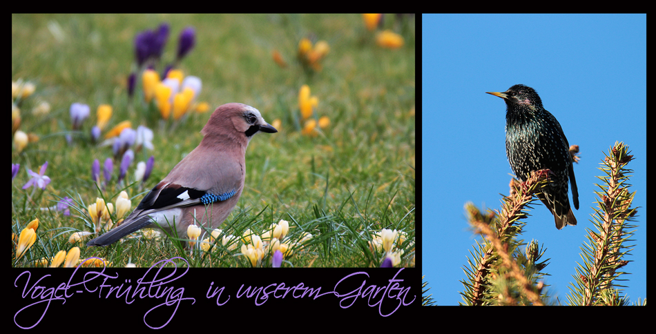 VOGEL-FRÜHLING