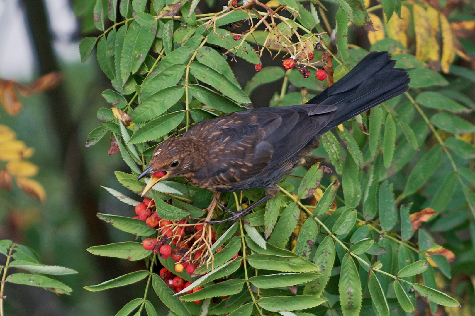 Vogel - Frühstück