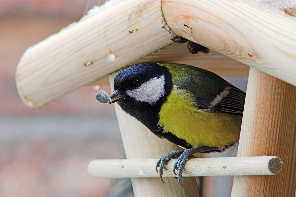 Vogel füttern nicht vergessen!