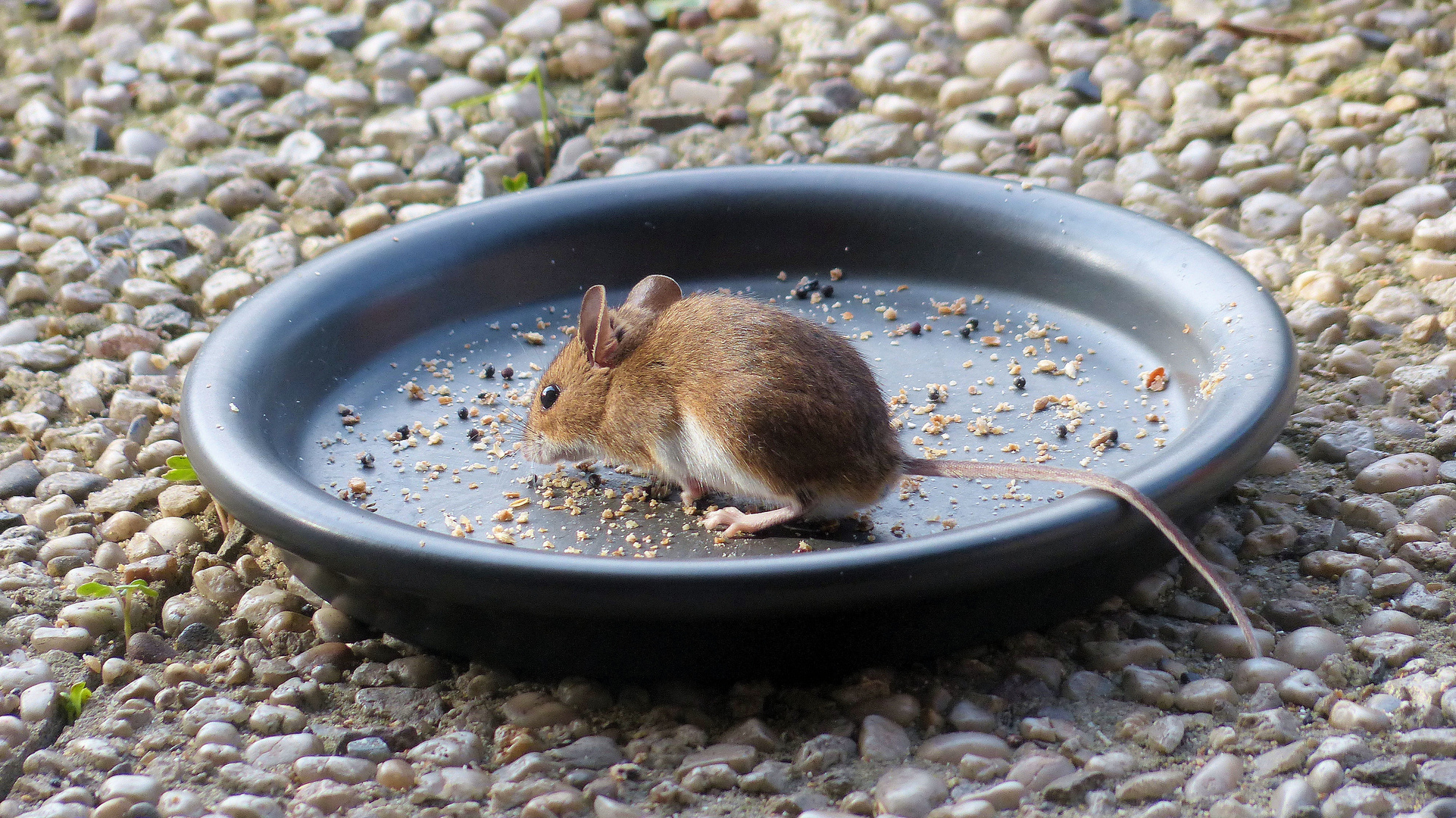 Vogel-Futterplatz