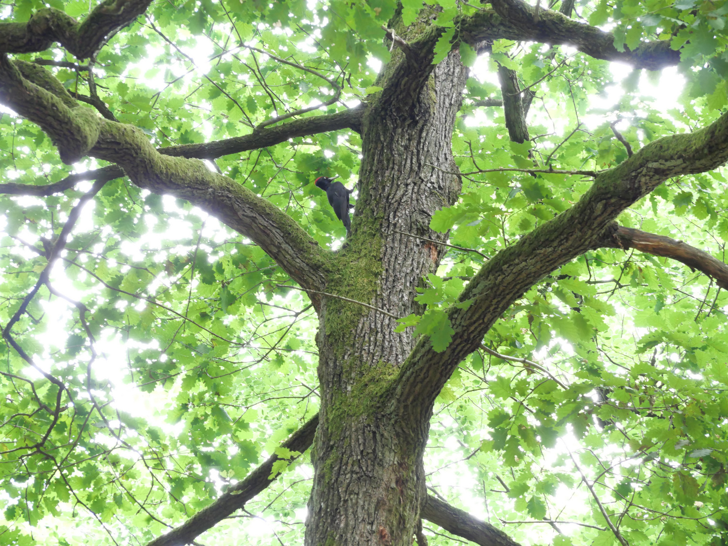 Vogel gegen Licht