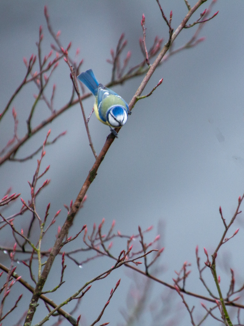 Vogel genießt den Ausblick