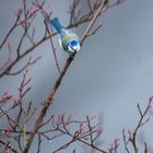 Vogel genießt den Ausblick