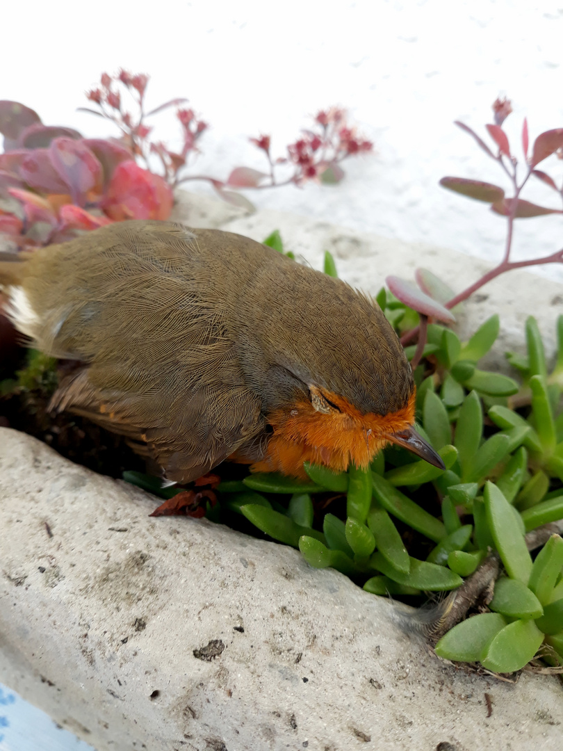 Vogel gestrandet im Blumenbeet