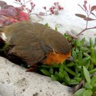 Vogel gestrandet im Blumenbeet