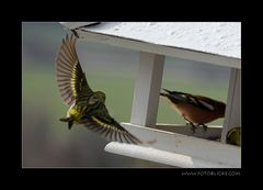 Vogel Haus Treiben #1 Anflug