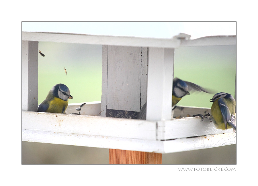 Vogel Haus Treiben #10 Ärger