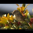 Vogel Haus Treiben #11 Sonne I