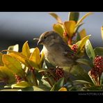 Vogel Haus Treiben #11 Sonne I