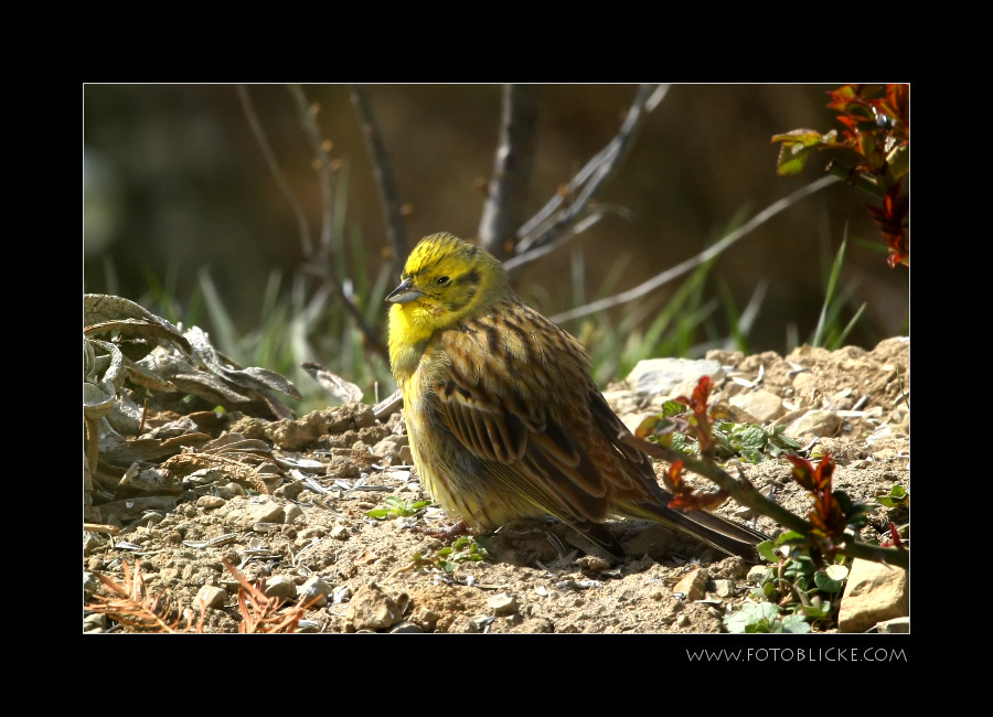 Vogel Haus Treiben #12 Sonne II