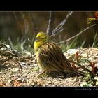 Vogel Haus Treiben #12 Sonne II