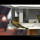 Vogel Haus Treiben #16 Zoff