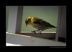 Vogel Haus Treiben #2 Sonnenbad