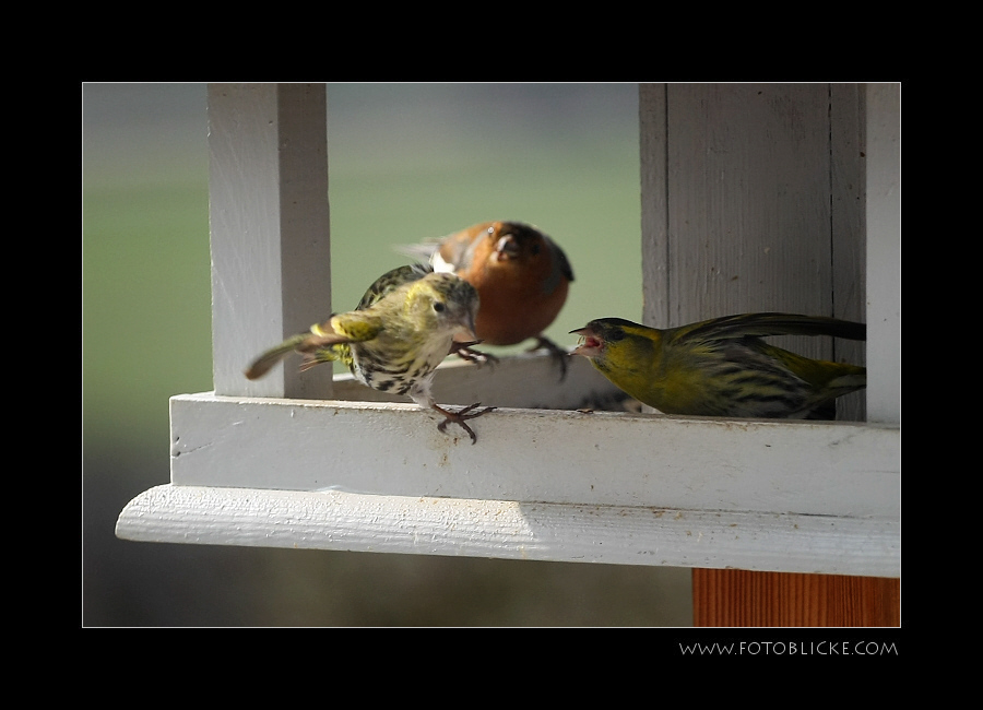 Vogel Haus Treiben #3 Zoff