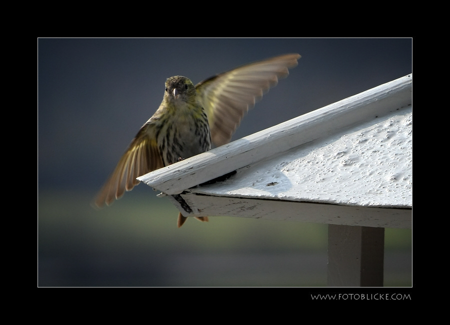 Vogel Haus Treiben #4 Flucht