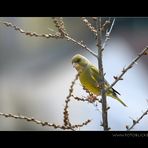 Vogel Haus Treiben #5 Beobachtung