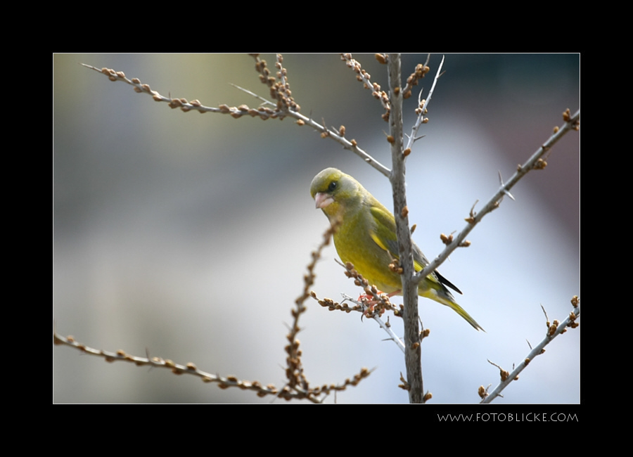 Vogel Haus Treiben #5 Beobachtung