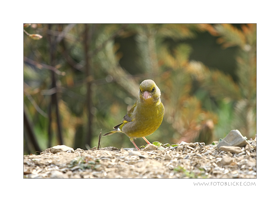 Vogel Haus Treiben #6 Zu Fuß