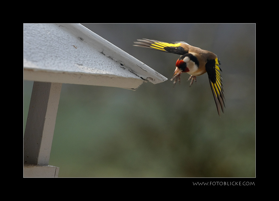 Vogel Haus Treiben #7 Anflug