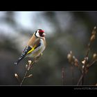 Vogel Haus Treiben #8 Ausruhen