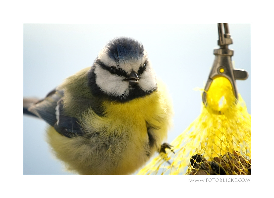 Vogel Haus Treiben #9 Wild