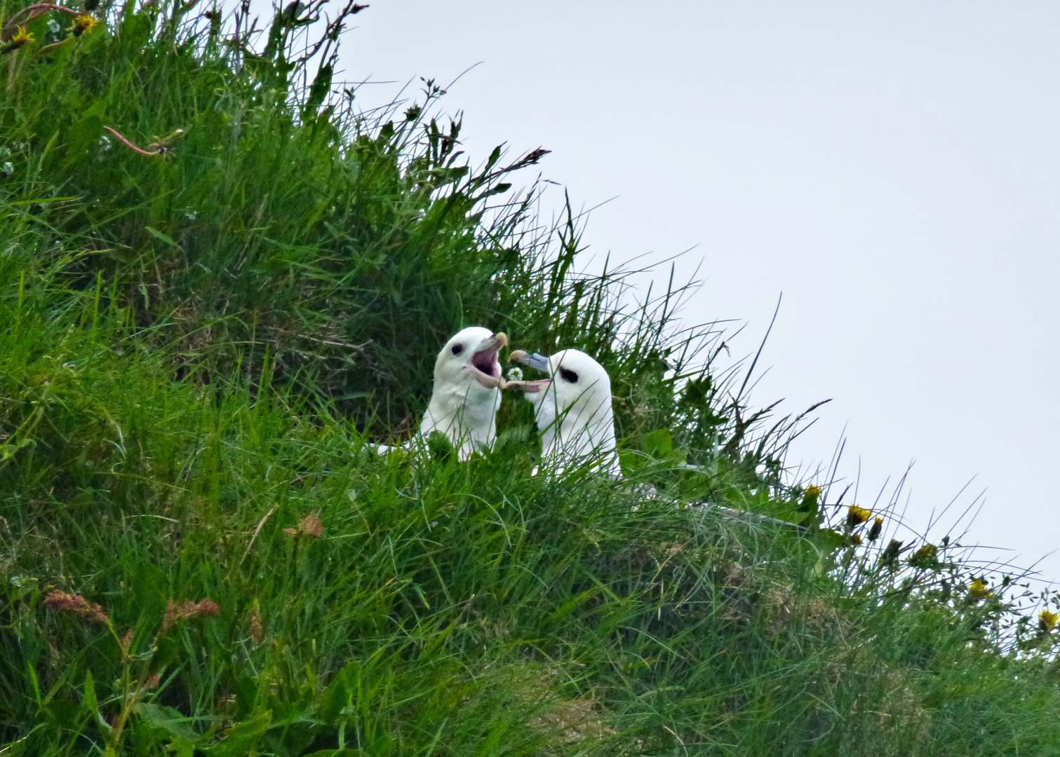 Vogel-Hochzeit