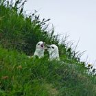 Vogel-Hochzeit