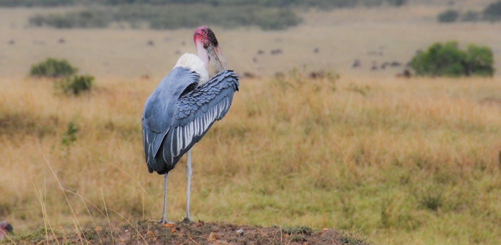 Vogel II, Kenia