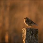 Vogel im Abendlicht