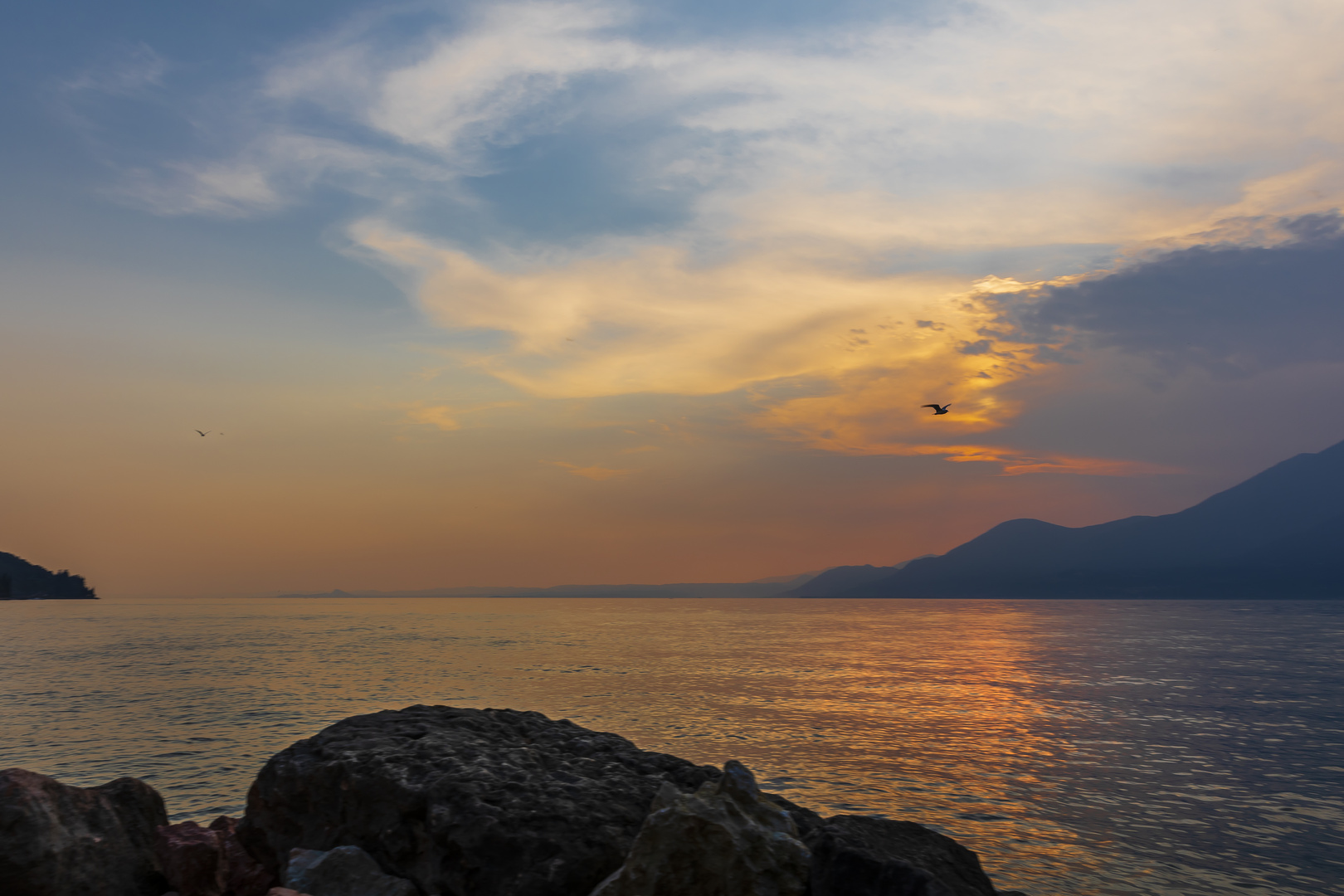 Vogel im Abendrot