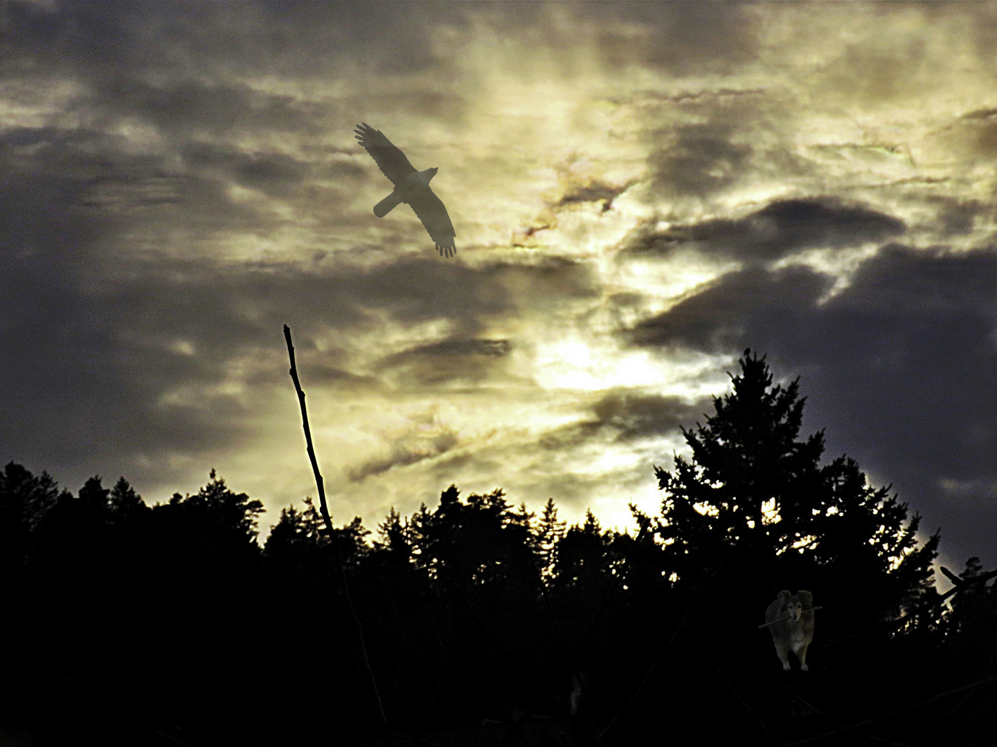 Vogel im Abendsonnenlicht