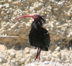 Vogel im Alpenzoo...