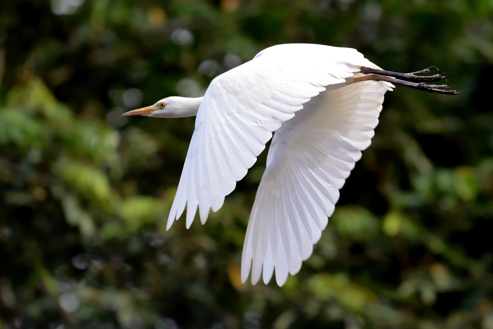 Vogel im Anflug