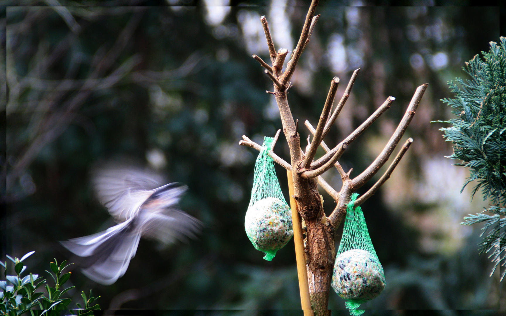 Vogel im Anflug