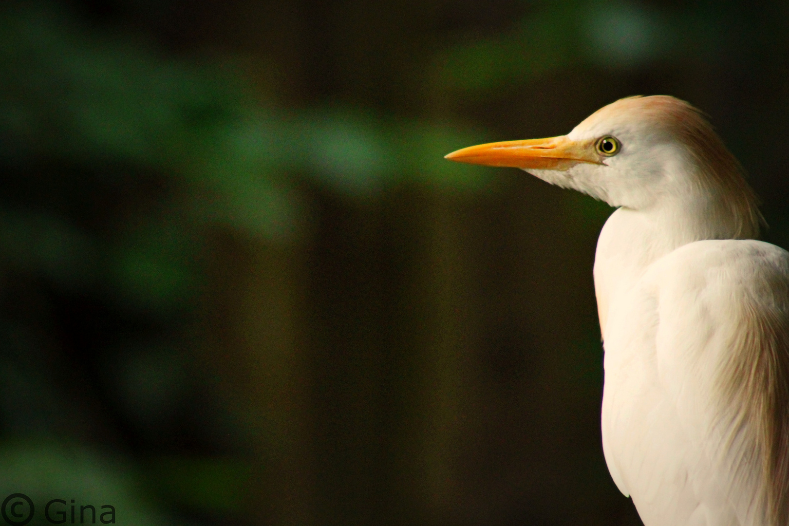 Vogel im Apenheul