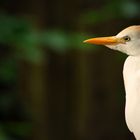 Vogel im Apenheul