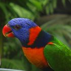 Vogel im Australia Zoo