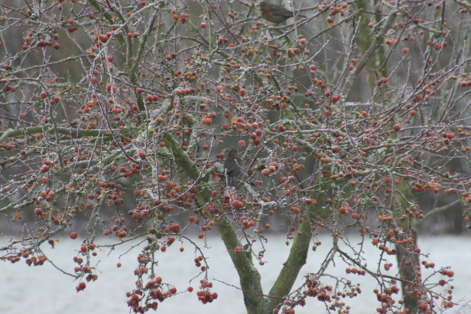 Vogel im Baum