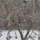 Vogel im Baum